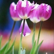 雾里看花o2