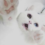 萌橙丶Avivi