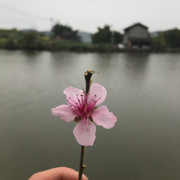 酒仙儿～