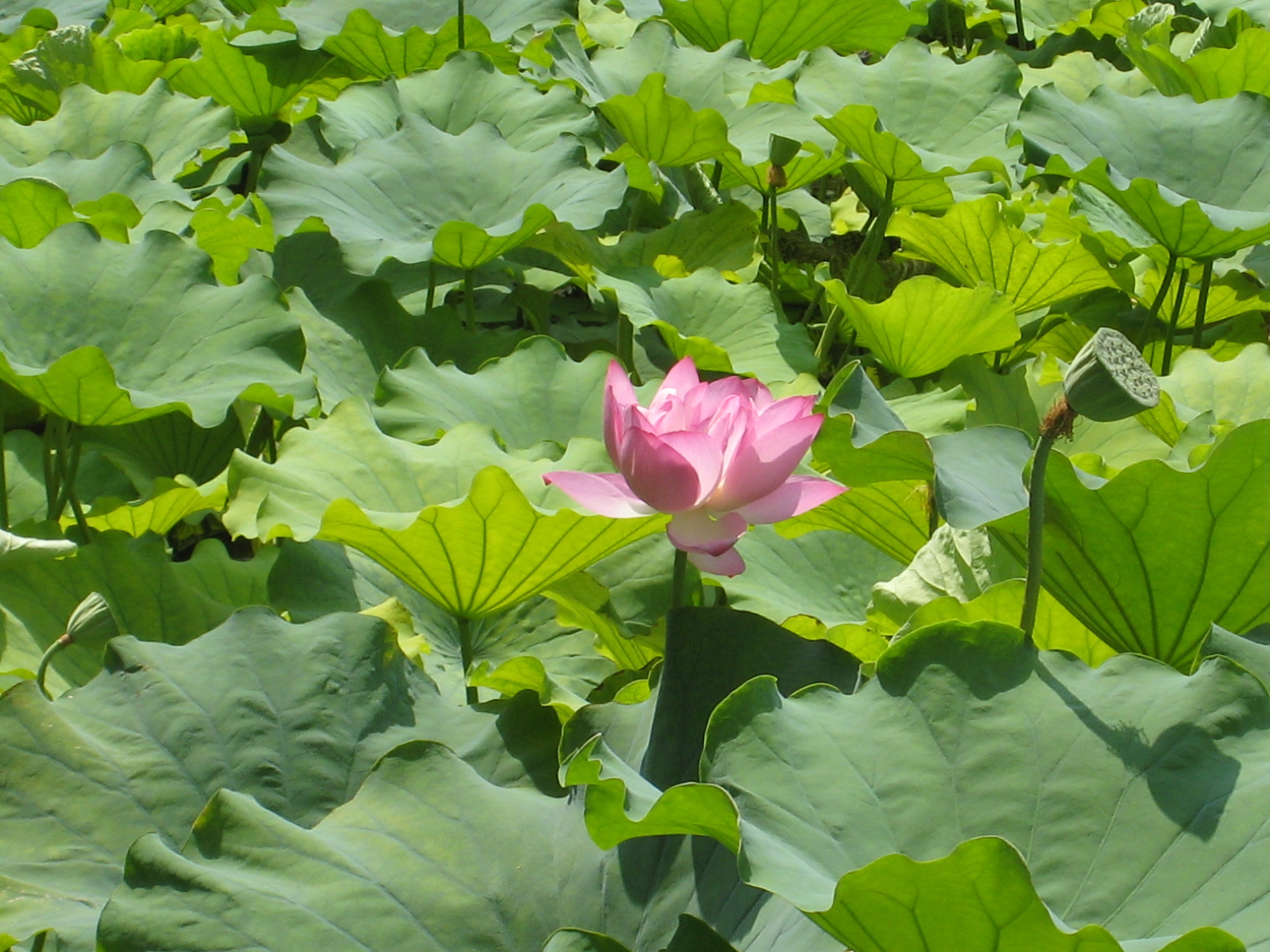 江湖草的主播照片