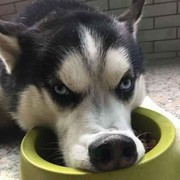 对方正在讲话...e