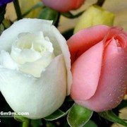 蒲公英q13海报