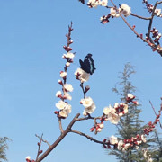 花开两面海报