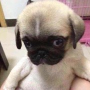 不中就拜拜了海报