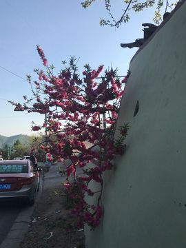 🌺蔷薇🌺主播照片