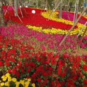 小彤6
