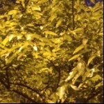 神秘世界的人的頭像