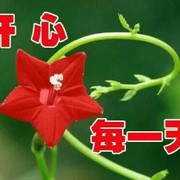 开心每一天8ug