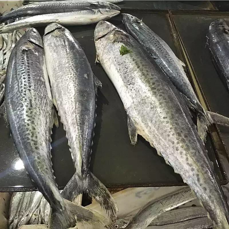 卖鱼婆赵爷的主播照片