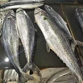 卖鱼婆赵爷主播照片