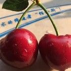 神经病院里的贝多芬海报