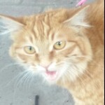 a為｜愛*奔bo海报