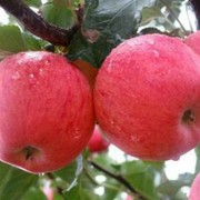 APPLEd5
