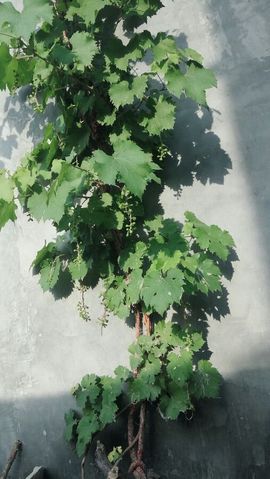 葱葱丿主播照片
