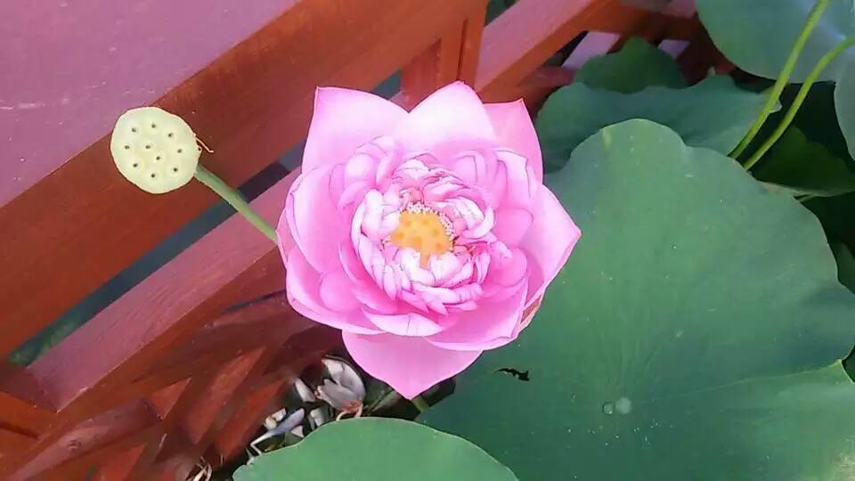 懒懒猪/的主播照片