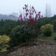 天使的眼泪