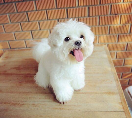 飞哥mA的主播照片