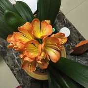 芬芬ce