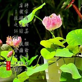 来宾金生主播照片