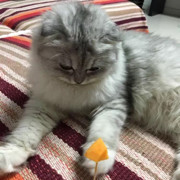 芝士宝贝