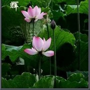 爱的港湾lj