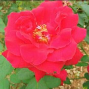 生命如花a