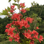 麻杆酒神海报