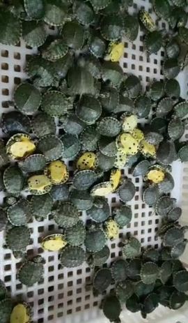 淡看浮华彩云烟主播照片