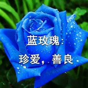 一生平安giz