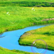 草原情b