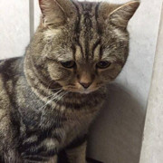 阿猫仔