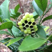 小小龙谷海报
