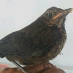 梦中梦【天狼】主播照片