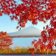 风吹叶动。。？？？海报