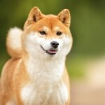最爱小金莲