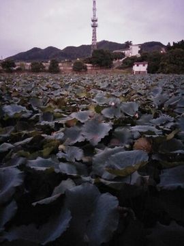 真爱＆无私主播照片