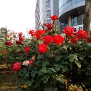 我的幸福h