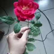 憧憬jo