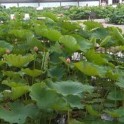 花落-忆流年的头像