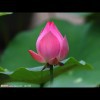 悔悟1z