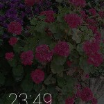哈喽艳