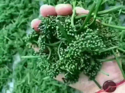 东北妞来了的主播照片