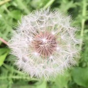 蒲公英de