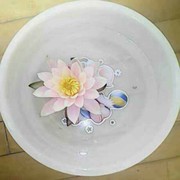 爱莲说此号停用
