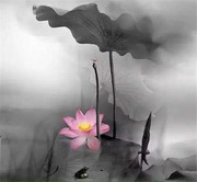赵菲j9