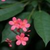 栗子与粟米