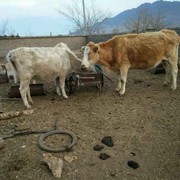 雨落倾城夏未凉r