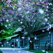 鴋曉壊