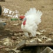 打火鸡A