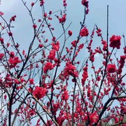 平安是福dbp